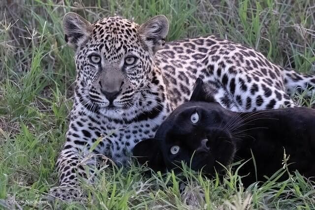 גיזה ואחד מגוריה