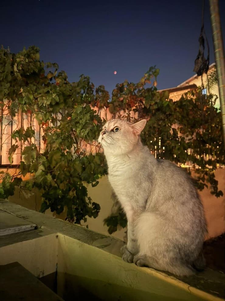 החתול סנואו מביט בליקוי