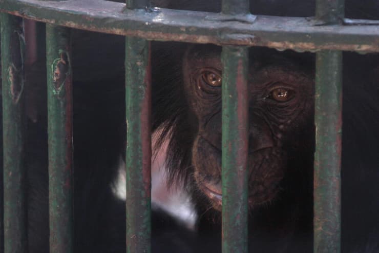 קוף שימפנזה בגן החיות של גיזה במצרים