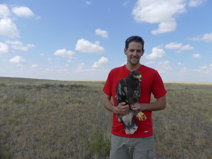 ד"ר רון אפרת עם עיט ערבות (צילום: יעל לנרד) ד"ר רון אפרת עם עיט ערבות