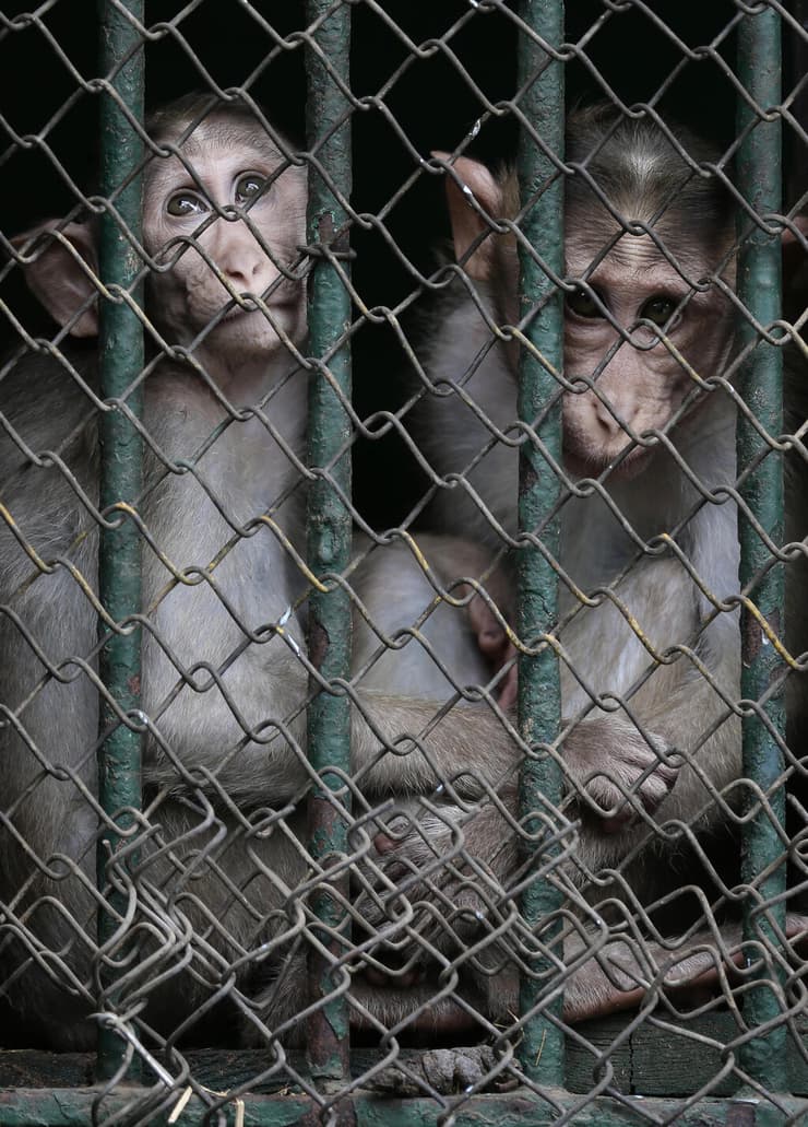 קופי מקוק כיפה הודי בגן החיות של גיזה