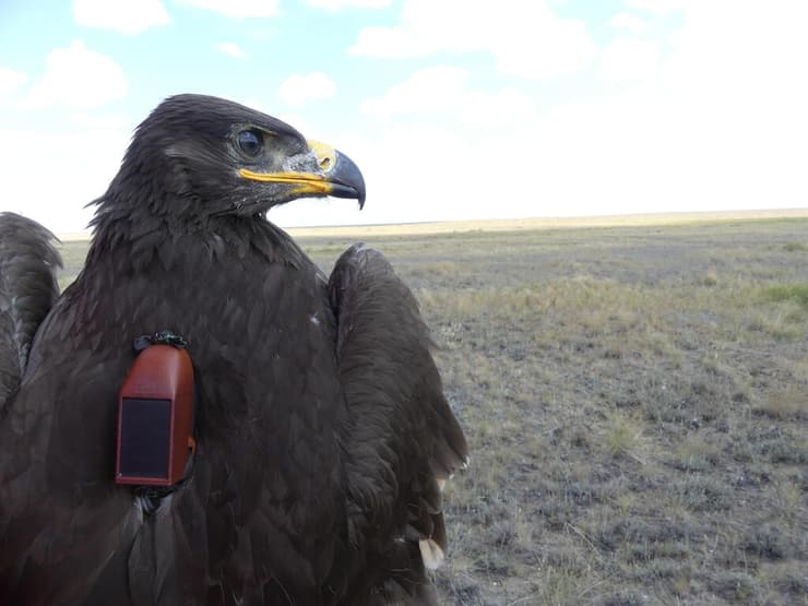 גוזל עיט ערבות עם משדר GPS שהותקן על גופו (צילום: ד"ר רון אפרת) גוזל עיט ערבות עם משדר GPS שהותקן על גופו