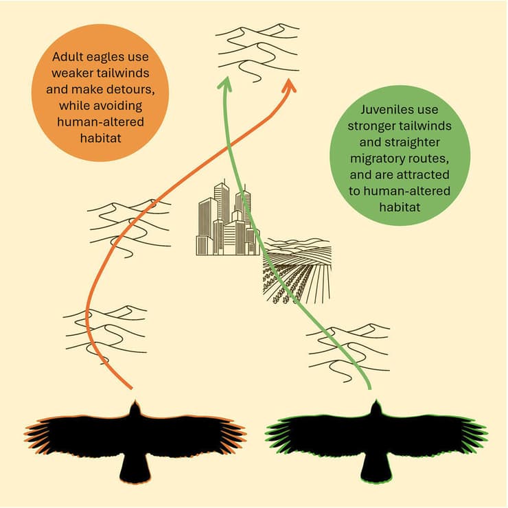 ההבדל בין מסלול התעופה של עיט ערבות בוגר (כתום) לעיט ערבות צעיר (ירוק) (איור: מתוך כתב העת Current Biology) ההבדל בין מסלול התעופה של עיט ערבות בוגר (כתום) לעיט ערבות צעיר (ירוק)