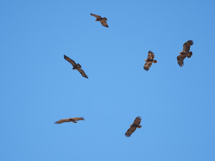 עיט ערבות בשמי הנגב (צילום: Toni Genes/Shutterstock) עיט ערבות בשמי הנגב