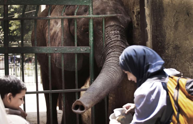 מבקרים מאכילים פיל בגן החיות של גיזה