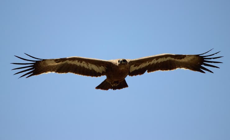 עיט ערבות צעיר בתעופה (צילום: נועם וייס) עיט ערבות צעיר בתעופה