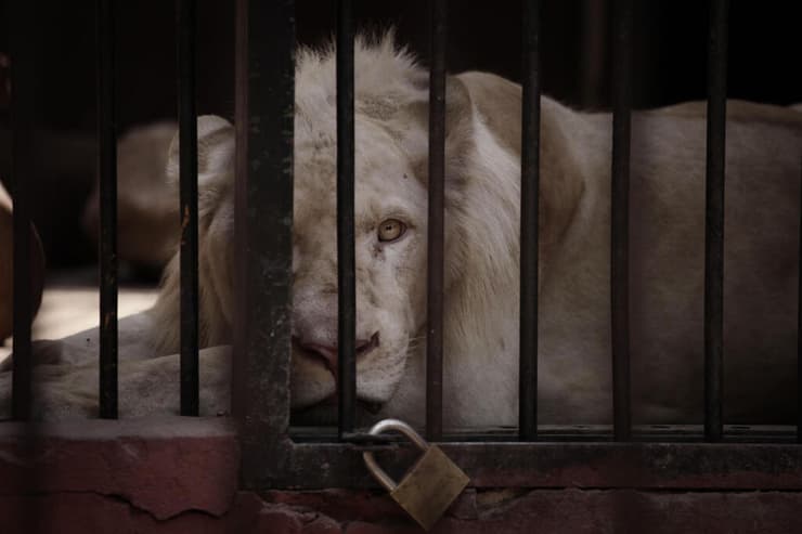 אריה מאחורי סורגי הכלוב בגן החיות של גיזה