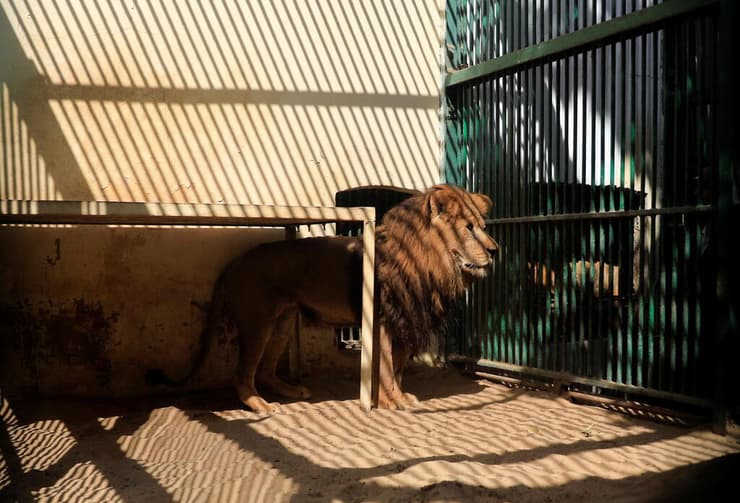 אריה בגן החיות של גיזה