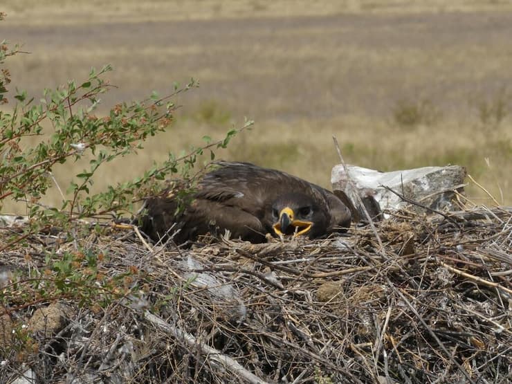 עיט ערבות צעיר בקן, צולם בקזחסטן (צילום: יעל לנדר) עיט ערבות צעיר בקן, צולם בקזחסטן