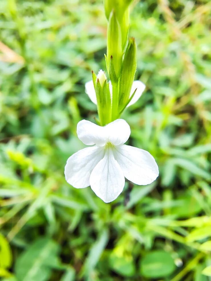 עשב המכשפה (צילום: Satyasagar padhan, shutterstock) עשב המכשפה