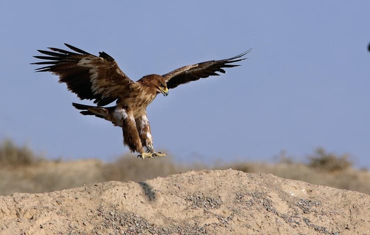 עיט ערבות (צילום: Bilal K. Qazi/Shutterstock) עיט ערבות