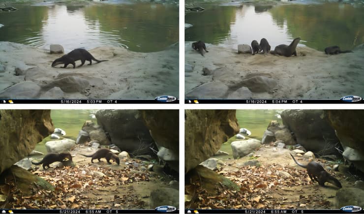 הלוטרות בהודו