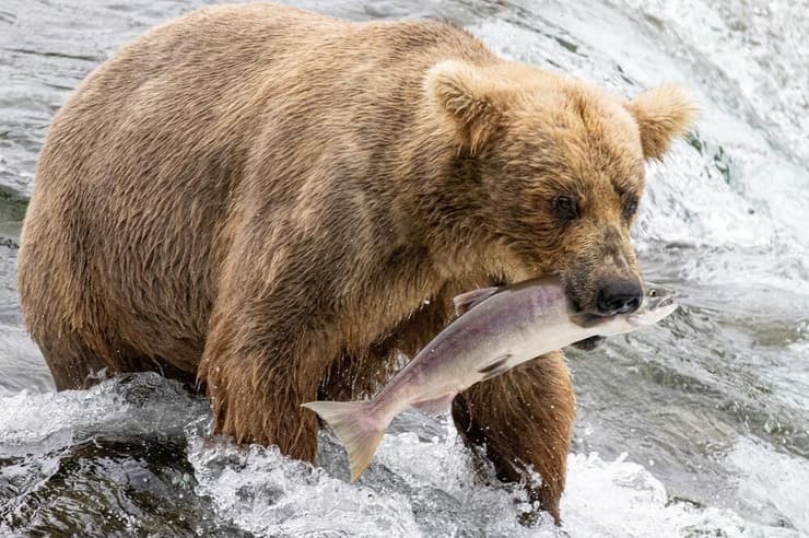 דוב גריזלי עם דג סלמון שתפס באלסקה