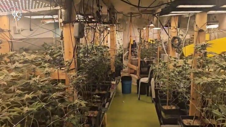 כאלף שתילי קנאביס. מעבדת הסמים (צילום: דוברות המשטרה ) מעבדת סמים נחשפה בגן ילדים נטוש בבאר יעקב