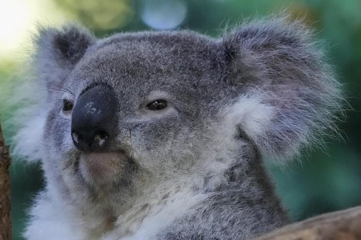 קואלה באוסטרליה