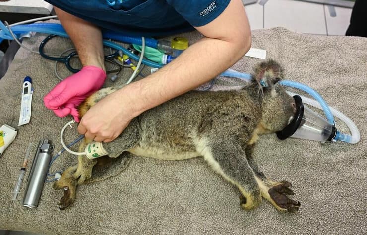 טיפול בקואלה נגועה במחלת המין כלמידיה