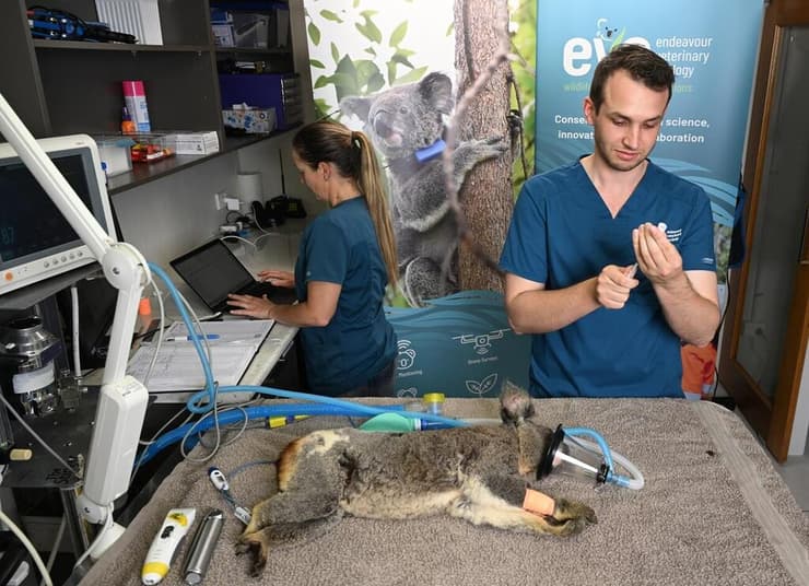 מתן חיסון לקואלה נגועה במחלת המין כלמידיה