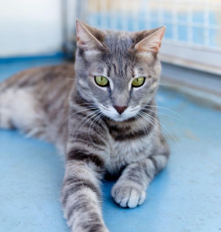 קיסה (צילום: מיכל פרנקל אלרואי) קיסה