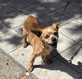 דוגו (צילום: צער בעלי חיים רמת גן והסביבה) דוגו