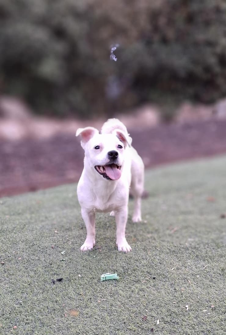 מרשמלו (צילום: עמותת כלבלאב - אימוץ כלבים בצפון) מרשמלו