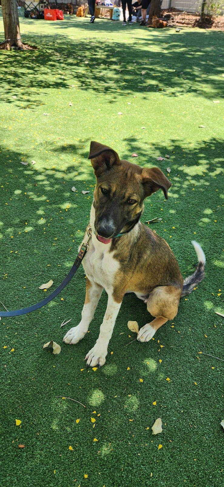 פייפר (צילום: עמותת להתחיל מחדש) פייפר