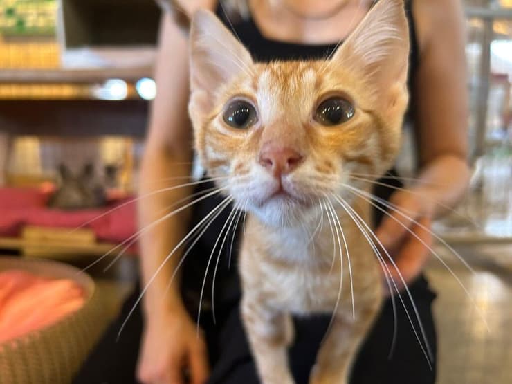 ארתור (צילום: עמותת להתחיל מחדש) ארתור