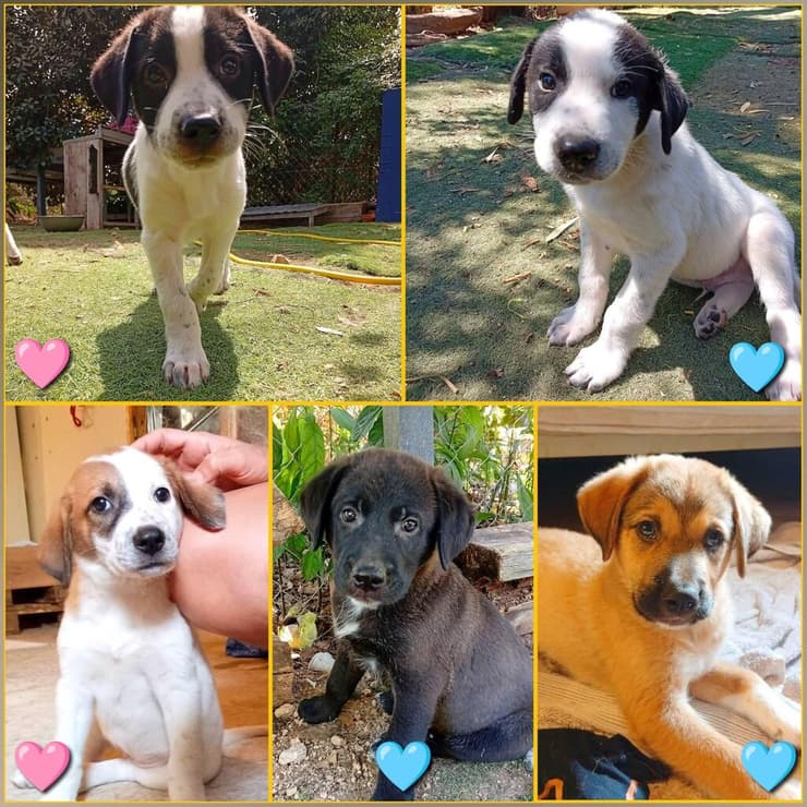 גורים (צילום: עמותת חבר למען הכלבים) גורים