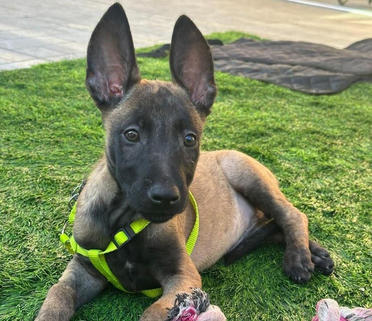 אוריין (צילום: עמותת S.O.S חיות ) אוריין