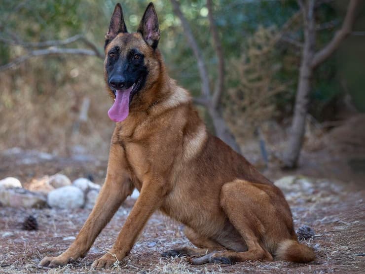 אורנה (צילום: עמותת כלבלאב - אימוץ כלבים בצפון) אורנה
