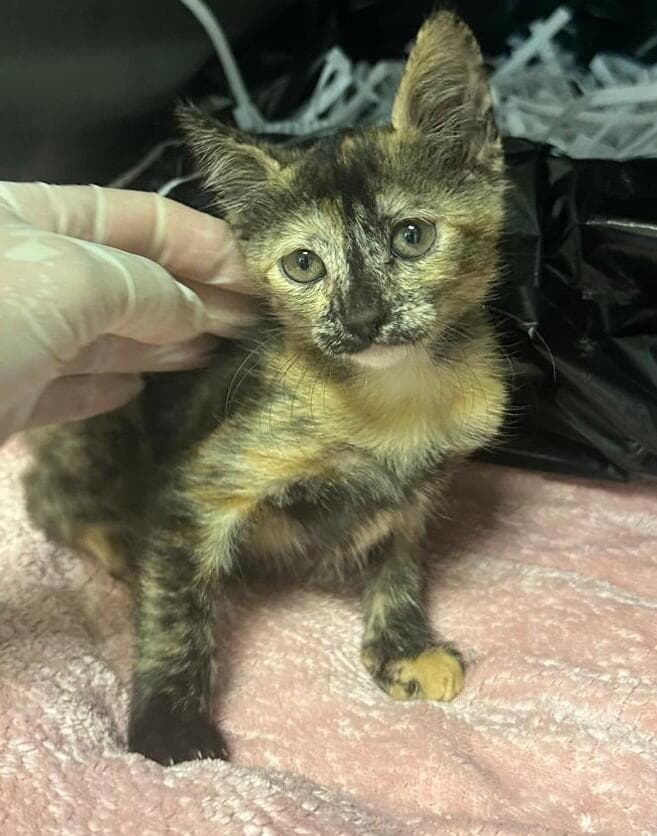 טורטית (צילום: באר שבע אוהבת חיות) טורטית