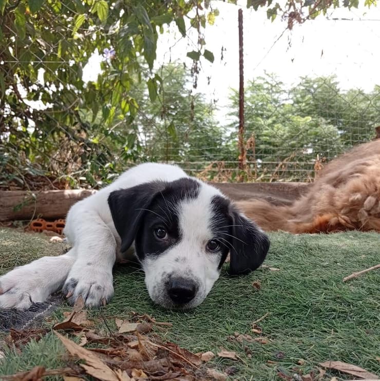 דמקה (צילום: עמותת ע.ט.ל.ף) דמקה