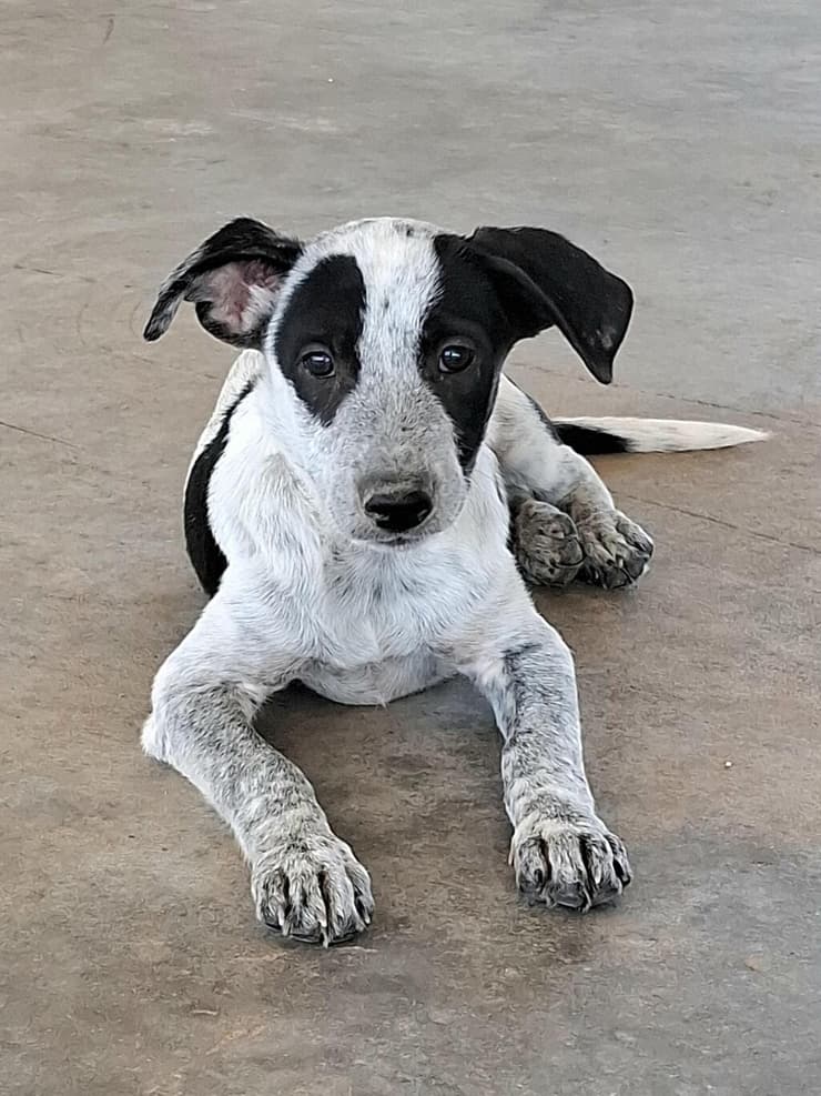 מילקי (צילום: עמותת כלבלאב - אימוץ כלבים בצפון) מילקי