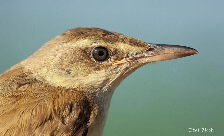 קנית אירופית במעגן מיכאל