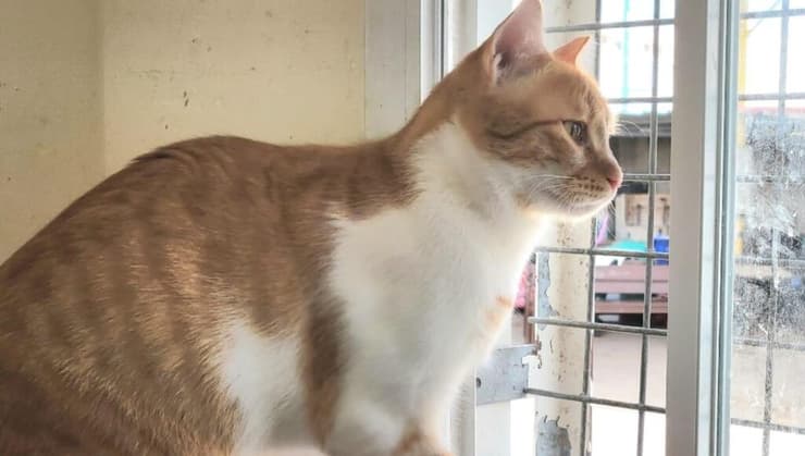 עזרא (צילום: כפר סבא ורעננה אוהבות חיות) עזרא