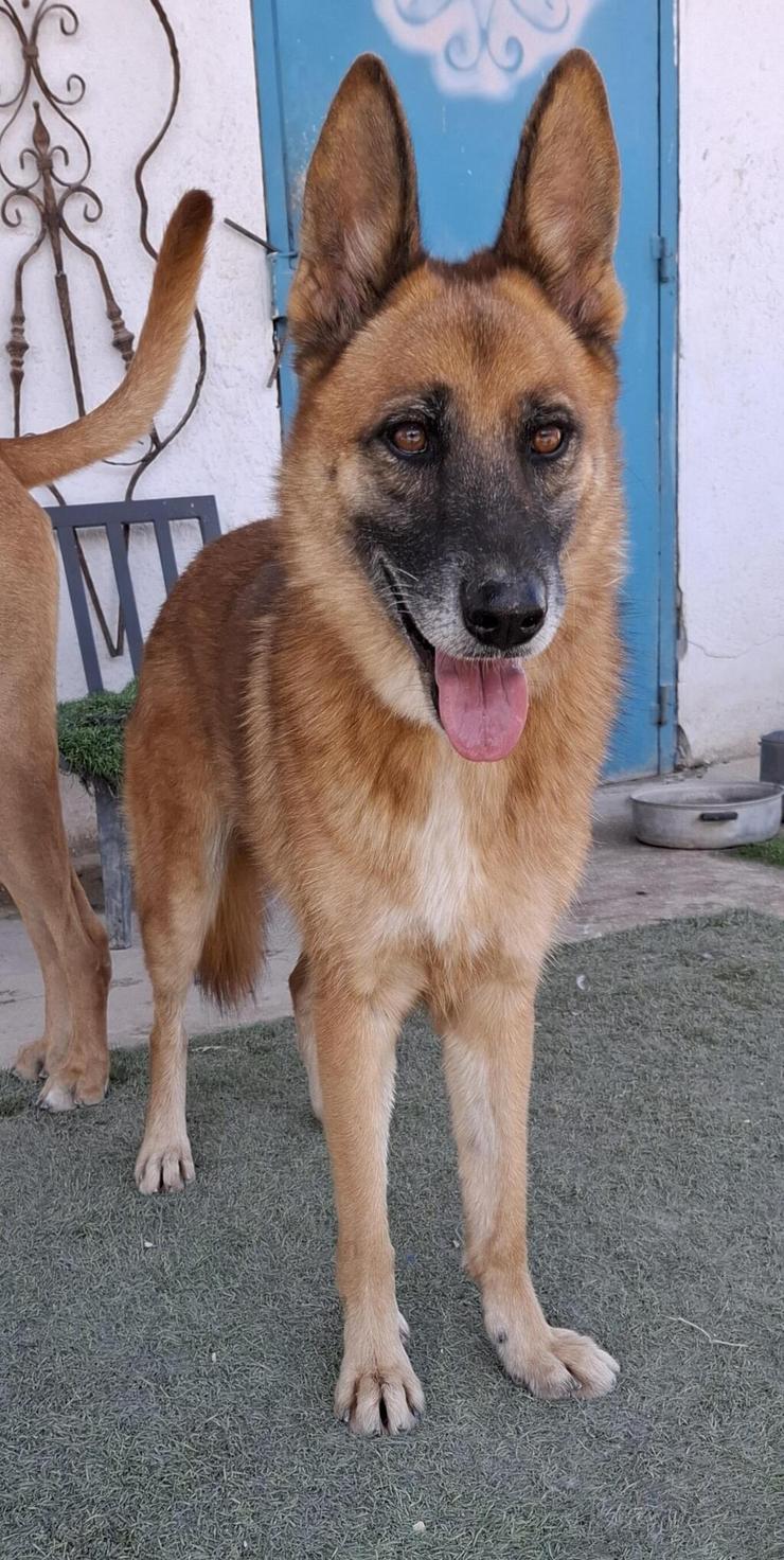 ג'סי (צילום: עמותת כלבלאב - אימוץ כלבים בצפון) ג'סי