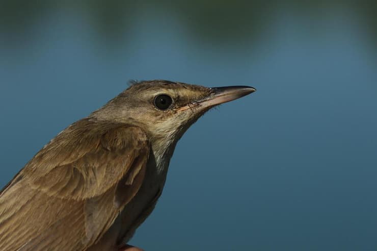 קנית אירופית במעגן מיכאל