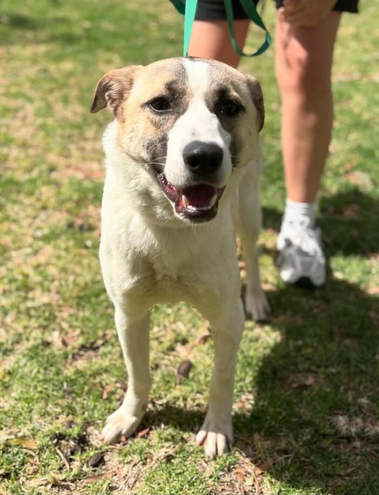 אוסם (צילום: באר שבע אוהבת חיות) אוסם