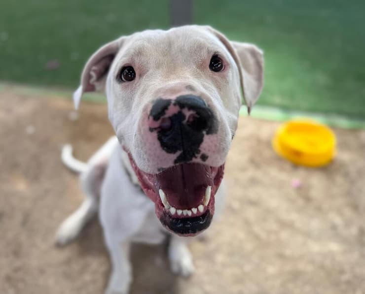 בילי (צילום: עמותת S.O.S חיות ) בילי