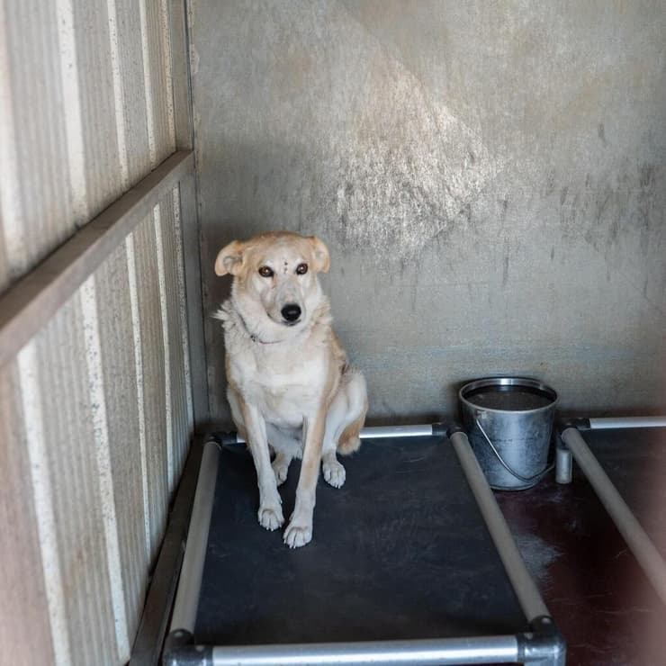 בילי (צילום: תנו לחיות לחיות) בילי