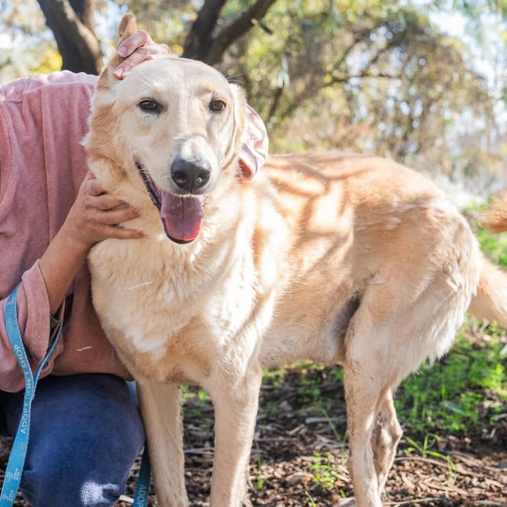 יהודה (צילום: תנו לחיות לחיות) יהודה