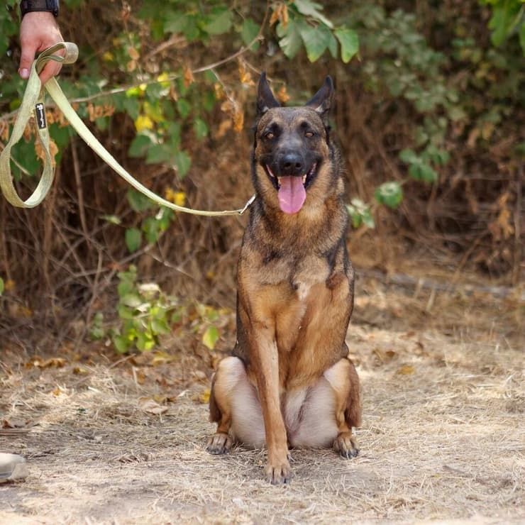 ג'וזפין (צילום: תנו לחיות לחיות) ג'וזפין