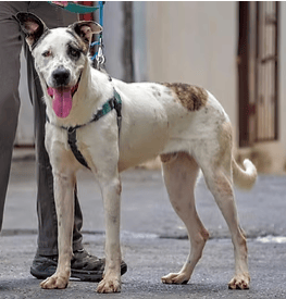 סיירוס (צילום: צער בעלי חיים רמת גן והסביבה) סיירוס