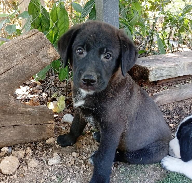 ג'ק (צילום: עמותת ע.ט.ל.ף) ג'ק