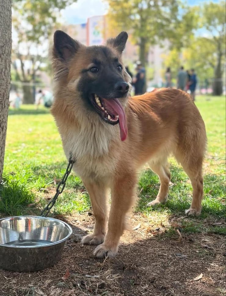 ג'אמפסטר (צילום: באר שבע אוהבת חיות) ג'אמפסטר