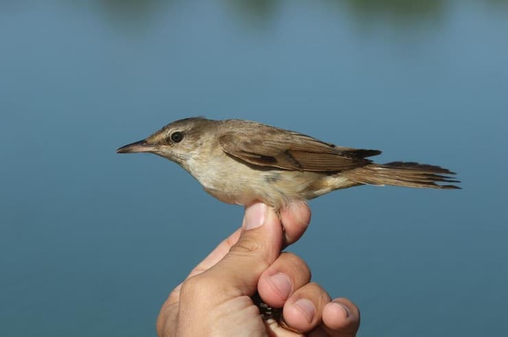 קנית אירופית במעגן מיכאל