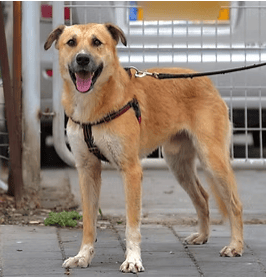 סמי (צילום: צער בעלי חיים רמת גן והסביבה) סמי