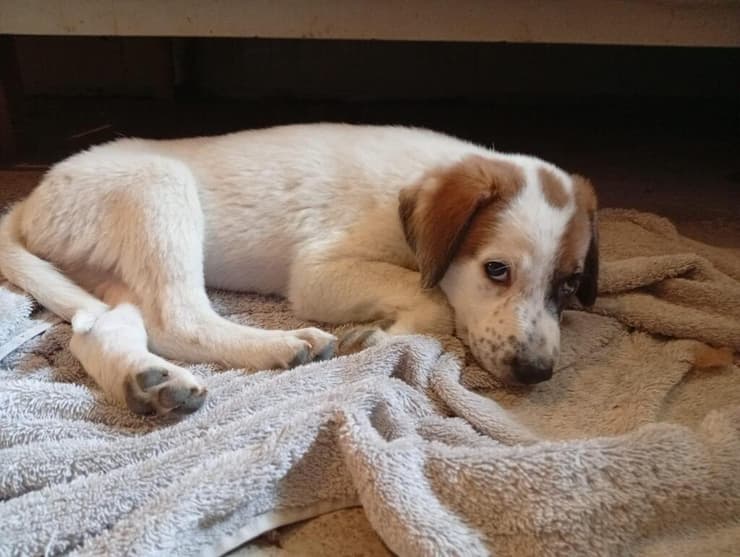 נמש (צילום: עמותת ע.ט.ל.ף) נמש