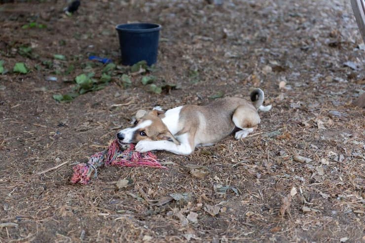 וונדסדי (צילום: מיכל פרנקל אלרואי) וונדסדי