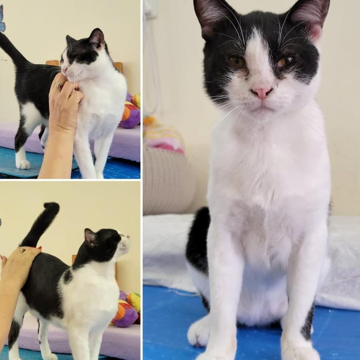 רונאל (צילום: כפר סבא ורעננה אוהבות חיות) רונאל