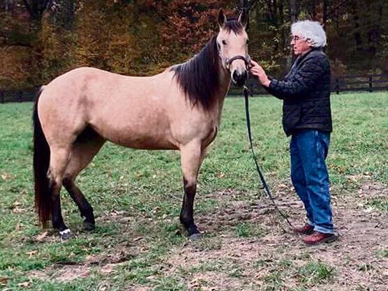 "סוס זו חיה נרדפת. גם אדם עם פוסט-טראומה עסוק בזה". פרופ' נריה (צילום: אלבום פרטי) פרופ' יובל נריה